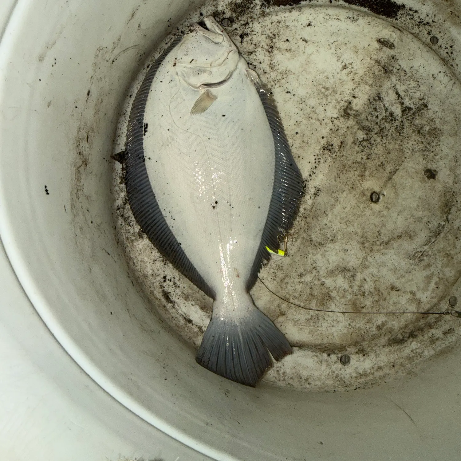 Summer flounder caught on Fishbrain