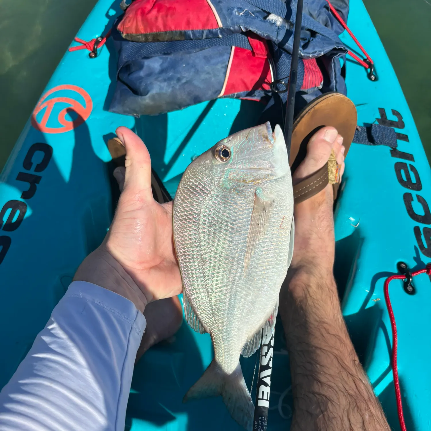 The most recent Knobbed Porgy catches on Fishbrain