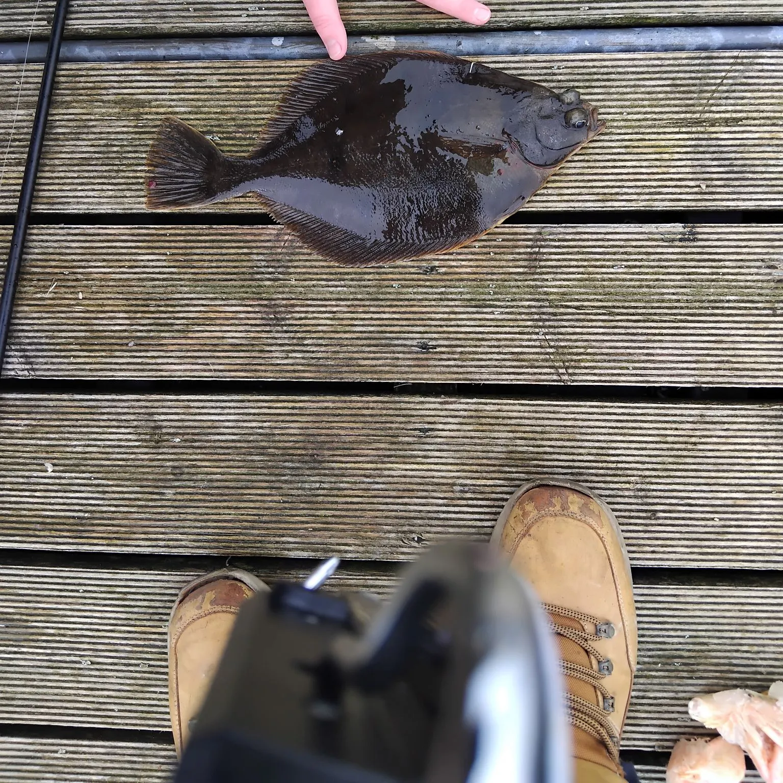 The most recent Witch flounder catches on Fishbrain