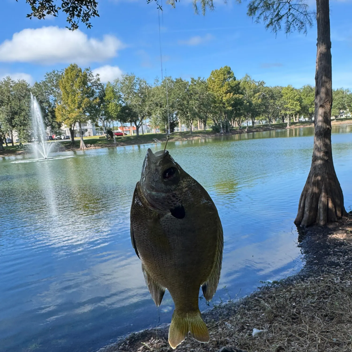 Bluegill caught on Fishbrain