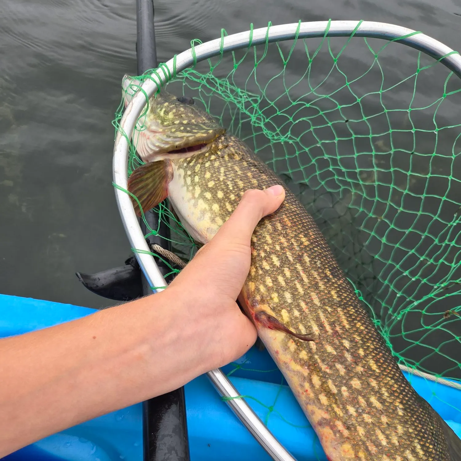 Northern pike caught on Fishbrain