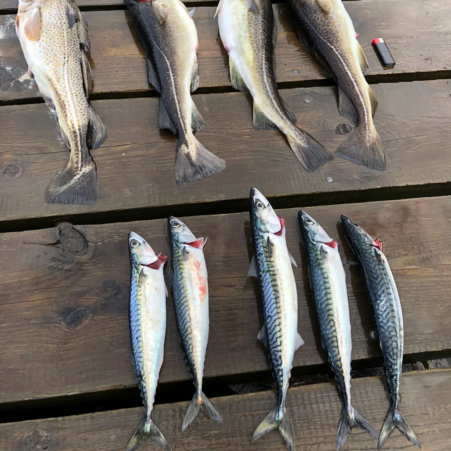 recently logged catches