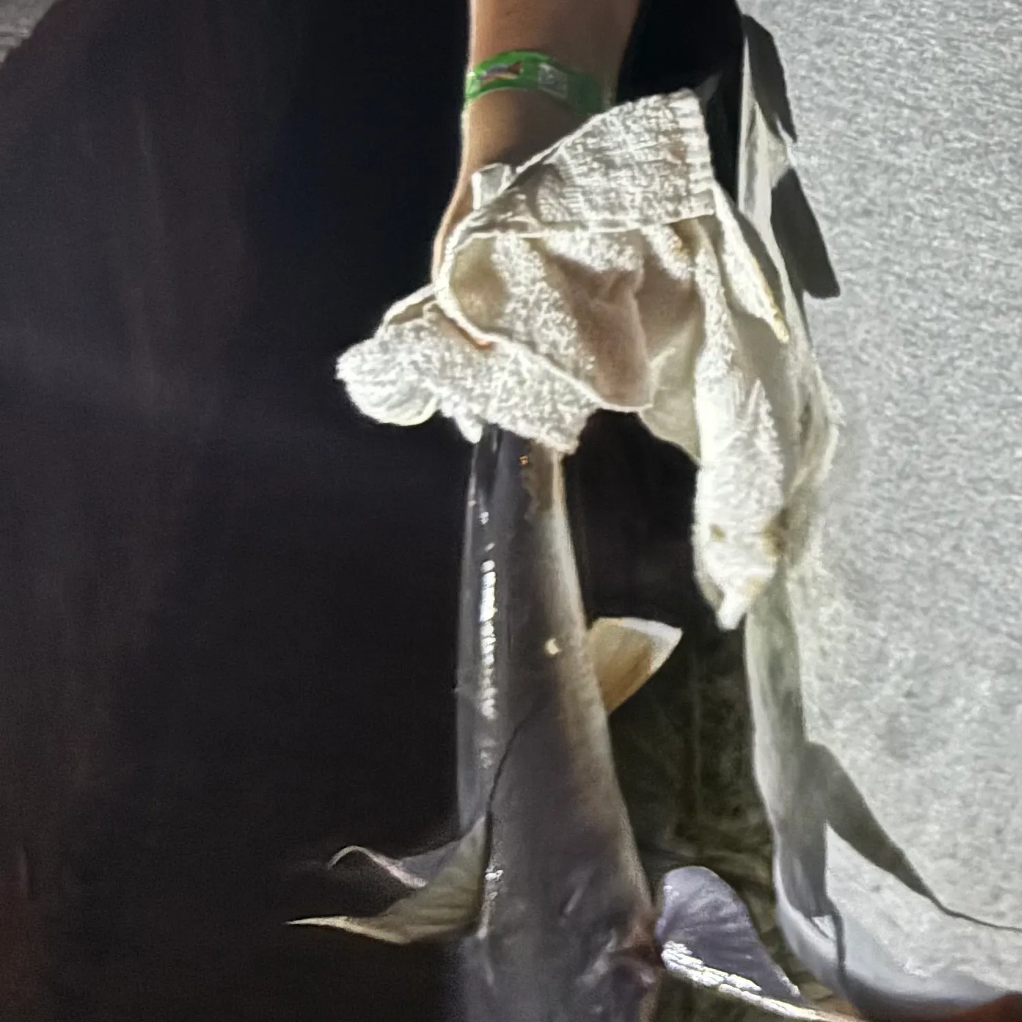The most recent Gilded catfish catches on Fishbrain