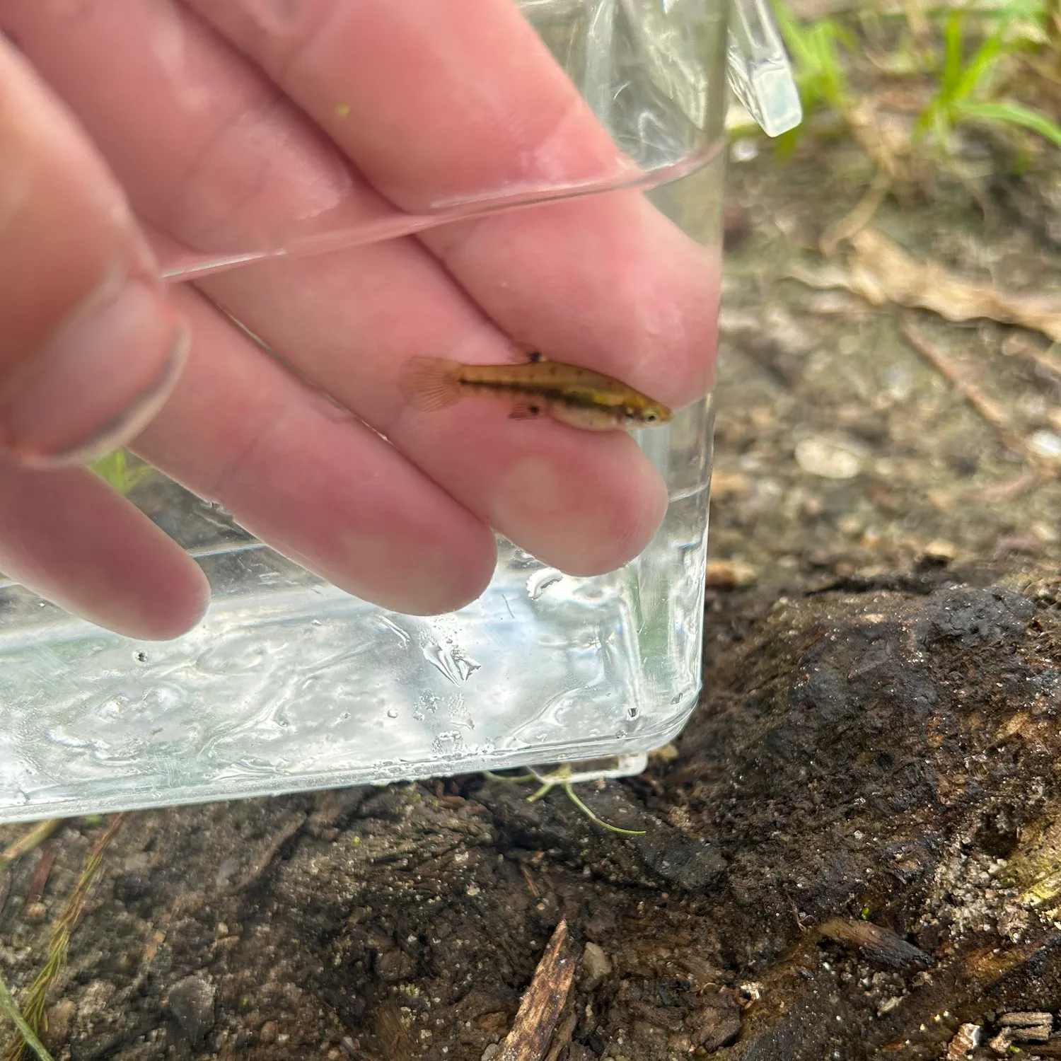 The most recent Least killifish catches on Fishbrain