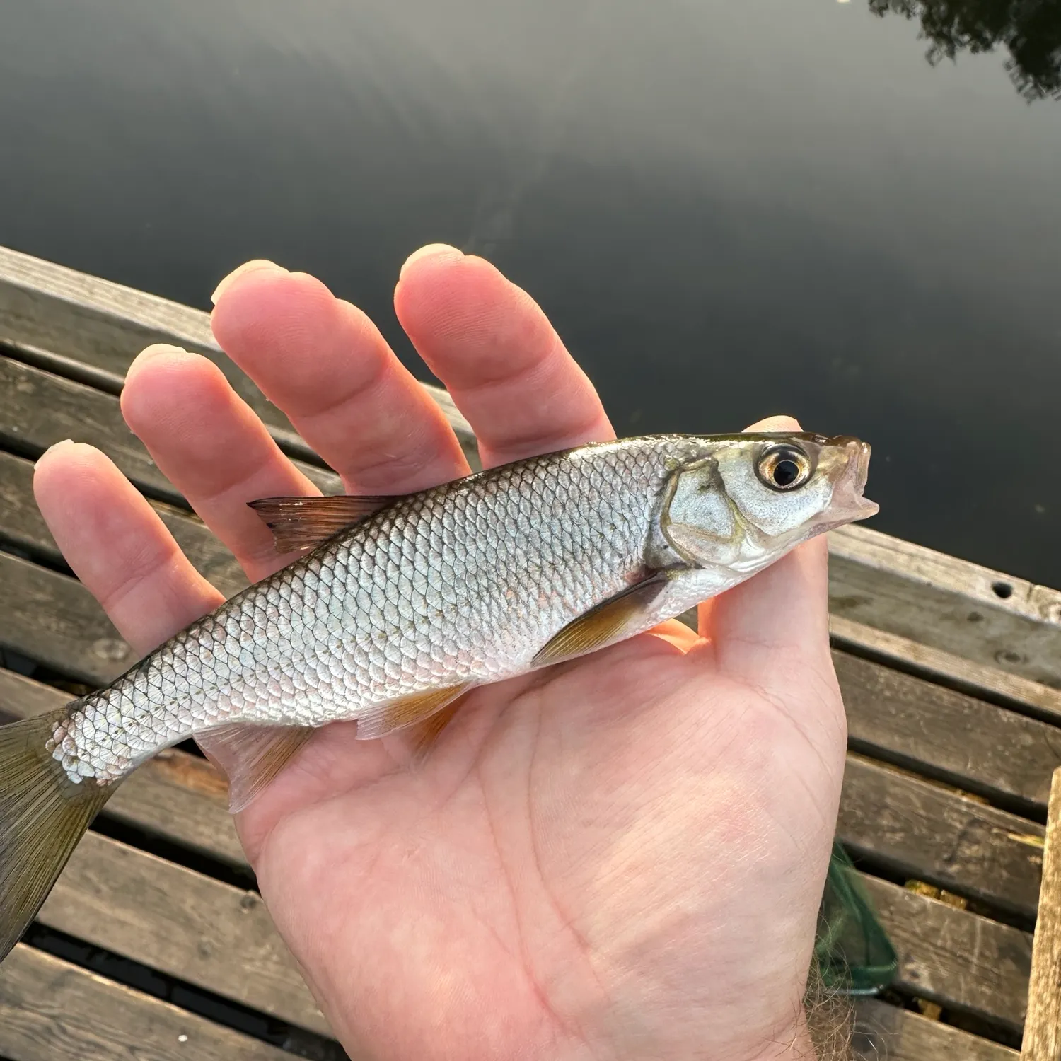 The most recent Common dace catches on Fishbrain