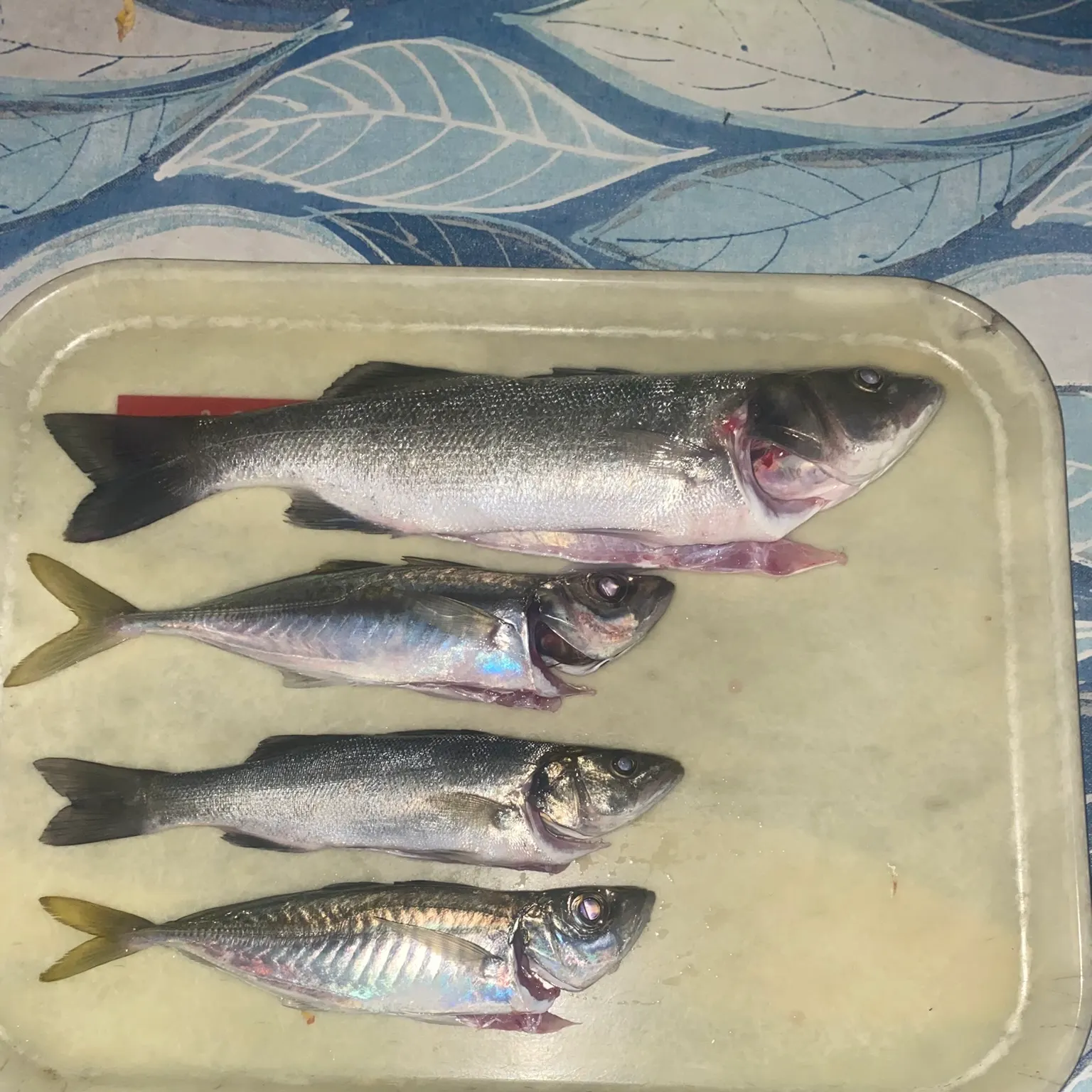 The most recent European seabass catches on Fishbrain