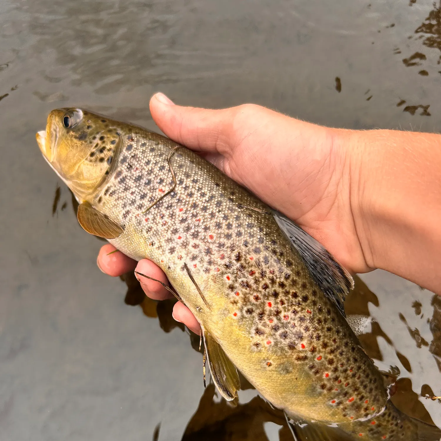 Brown trout caught on Fishbrain