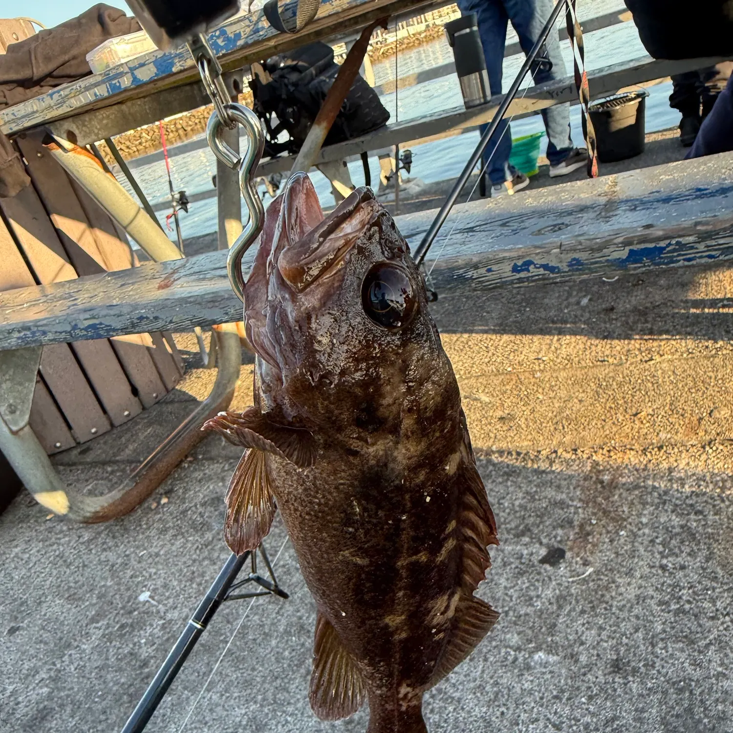 The most recent Copper rockfish catches on Fishbrain