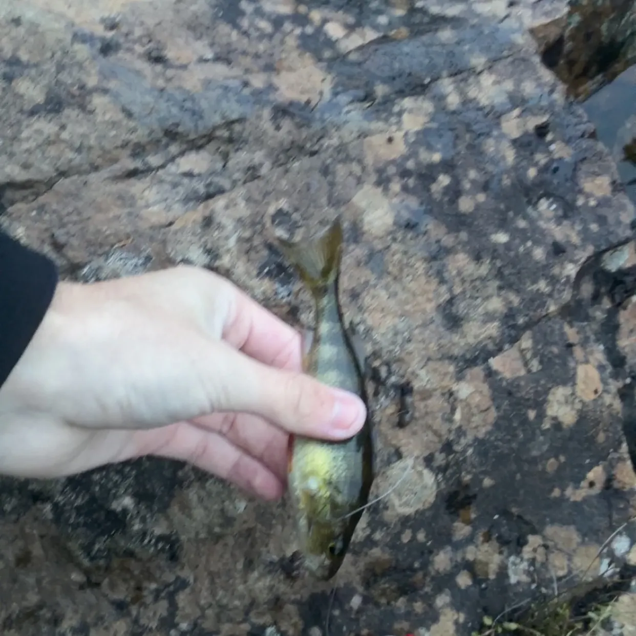 Yellow perch caught on Fishbrain