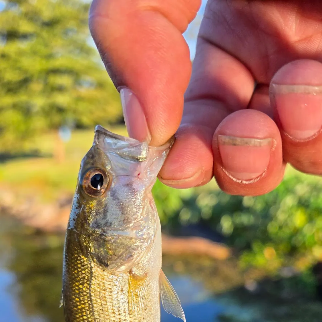 Spotted bass caught on Fishbrain