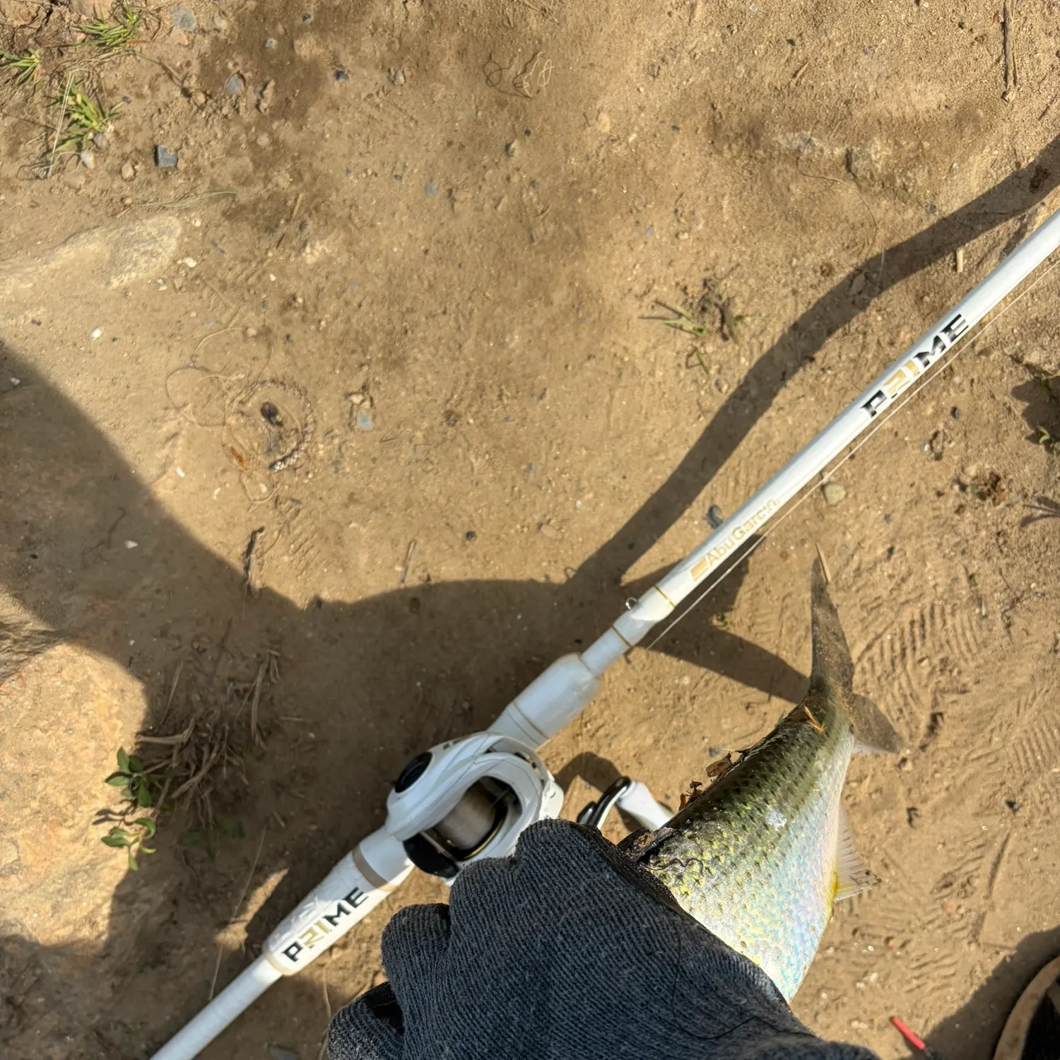 The most recent American shad catches on Fishbrain