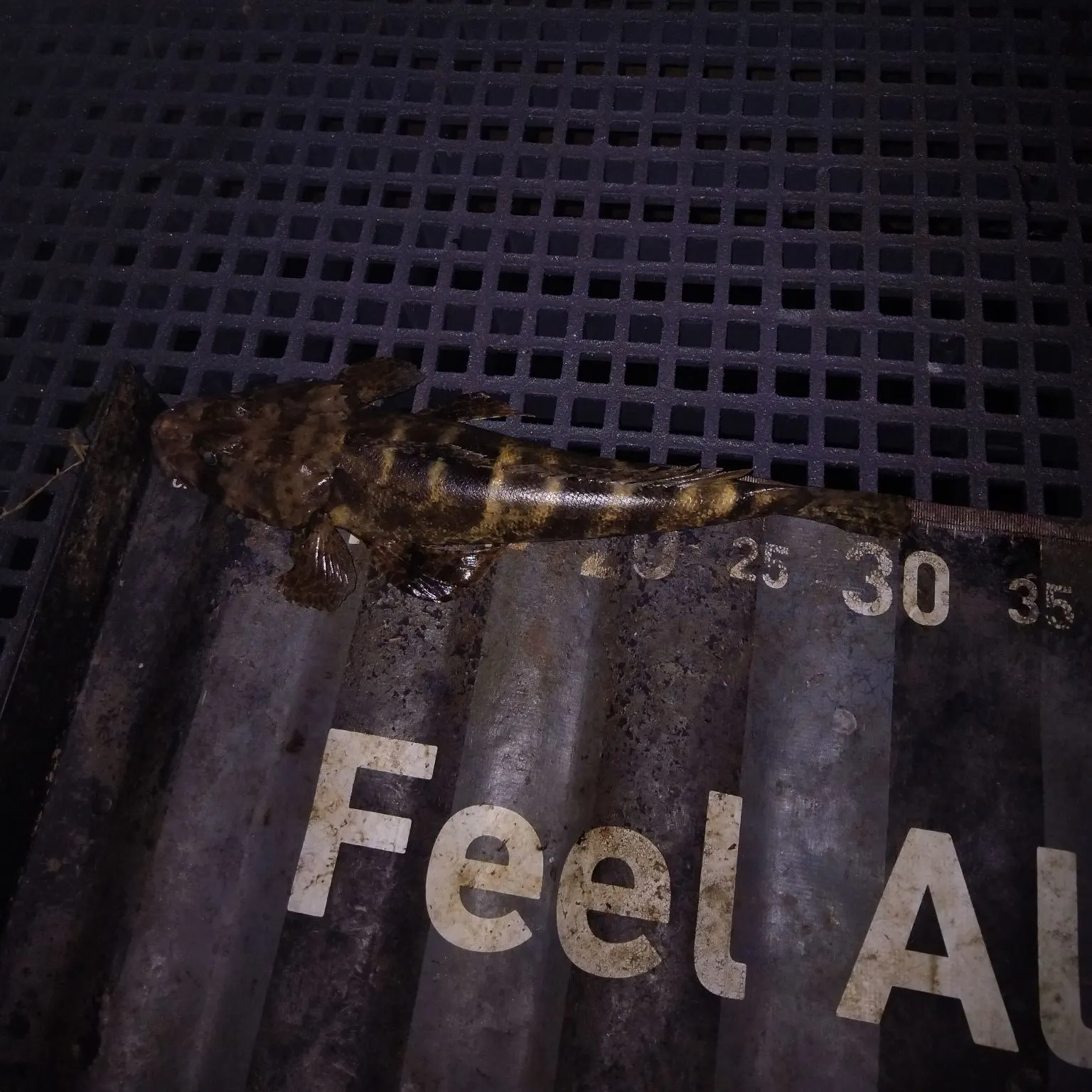 The most recent Fringe-eyed flathead catches on Fishbrain