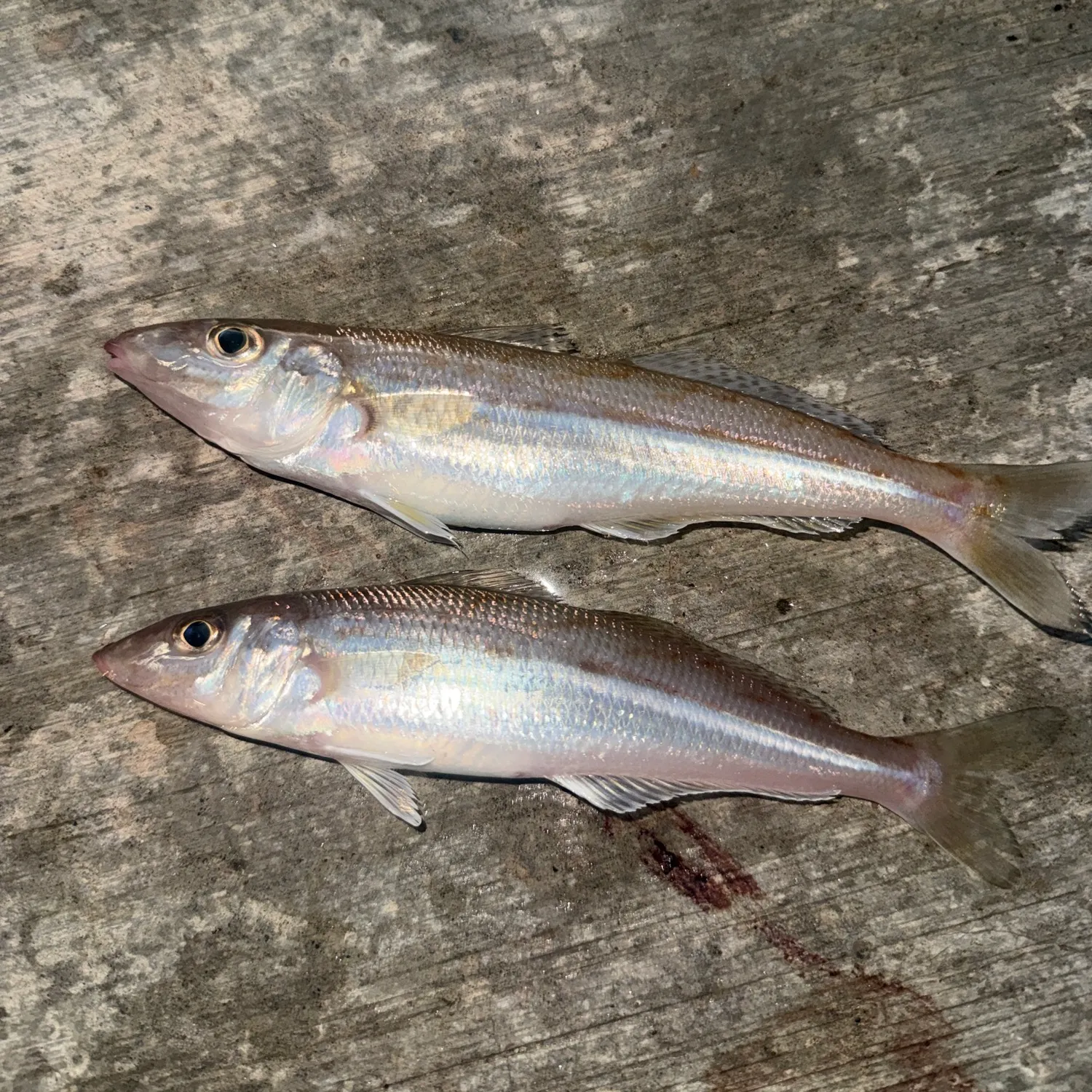 The most recent Yellowfin sillago catches on Fishbrain