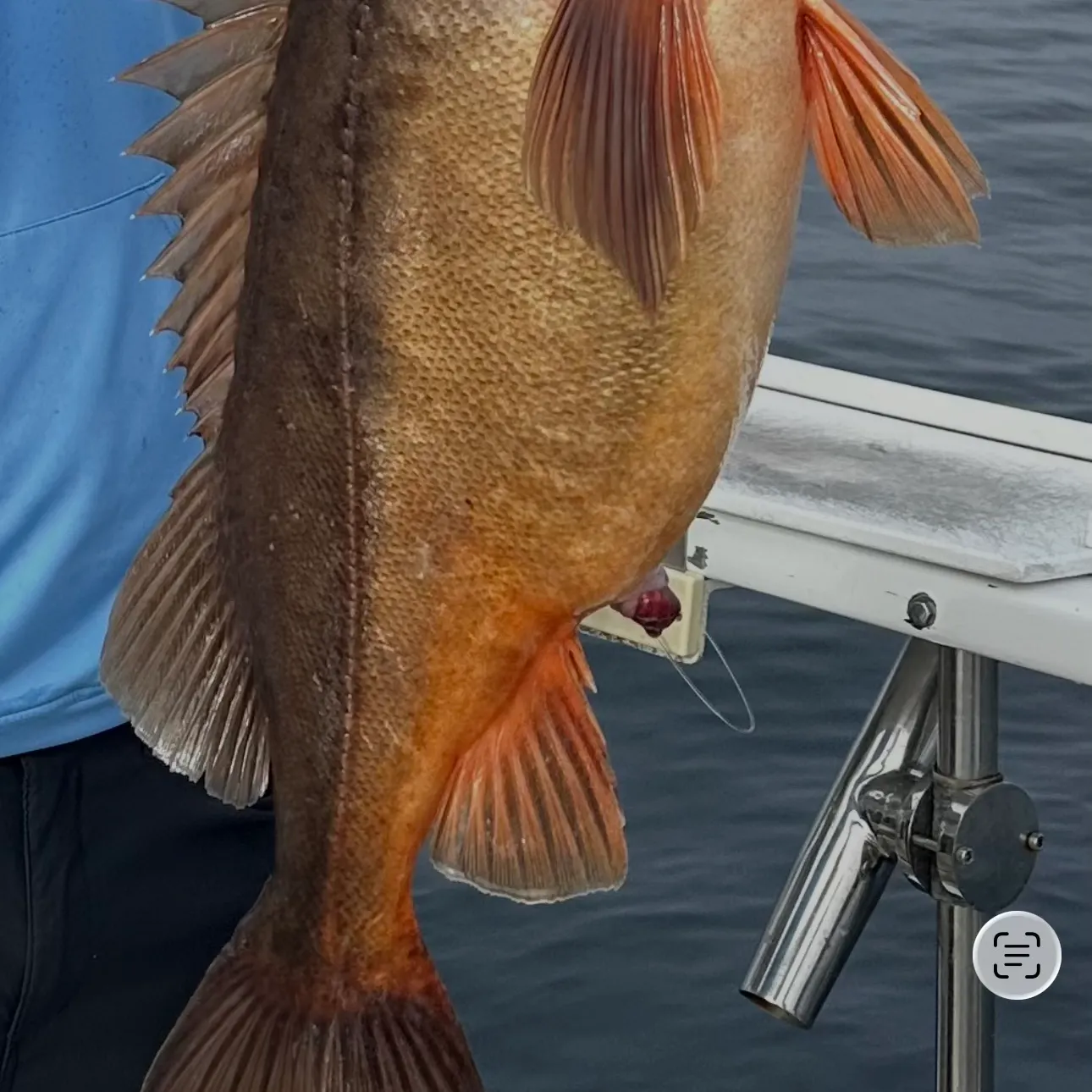 The most recent Cowcod rockfish catches on Fishbrain
