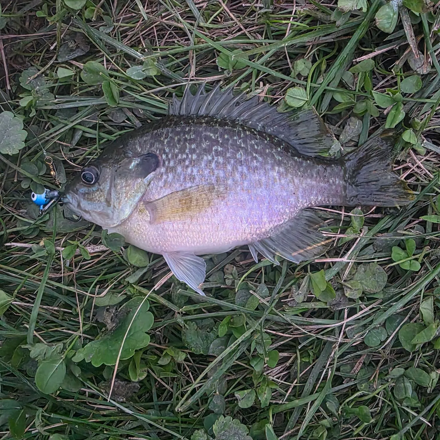 Bluegill caught on Fishbrain