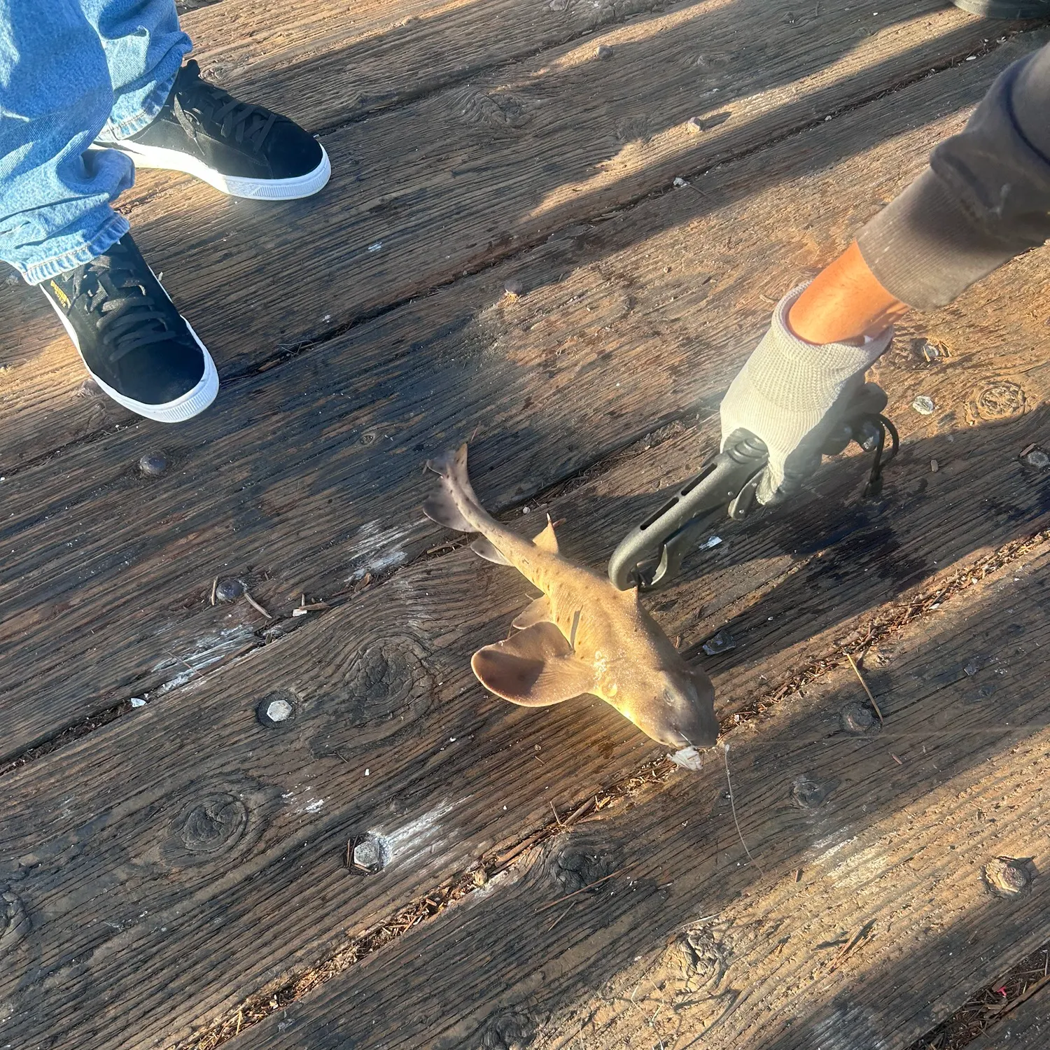 The most recent Horn shark catches on Fishbrain