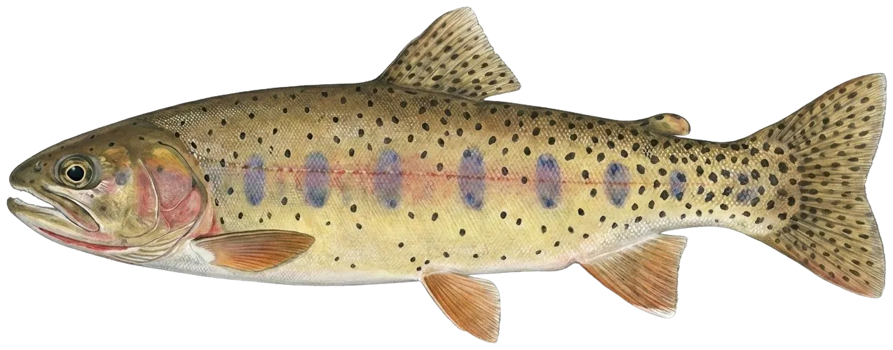 Humboldt cutthroat trout