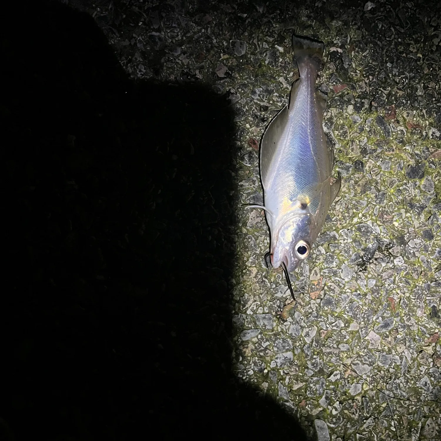 The most recent Pouting catches on Fishbrain