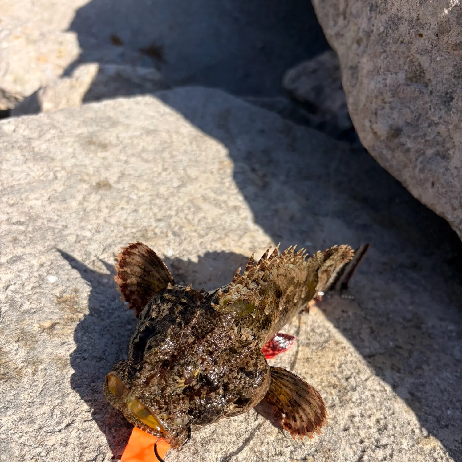The most recent Oyster toadfish catches on Fishbrain