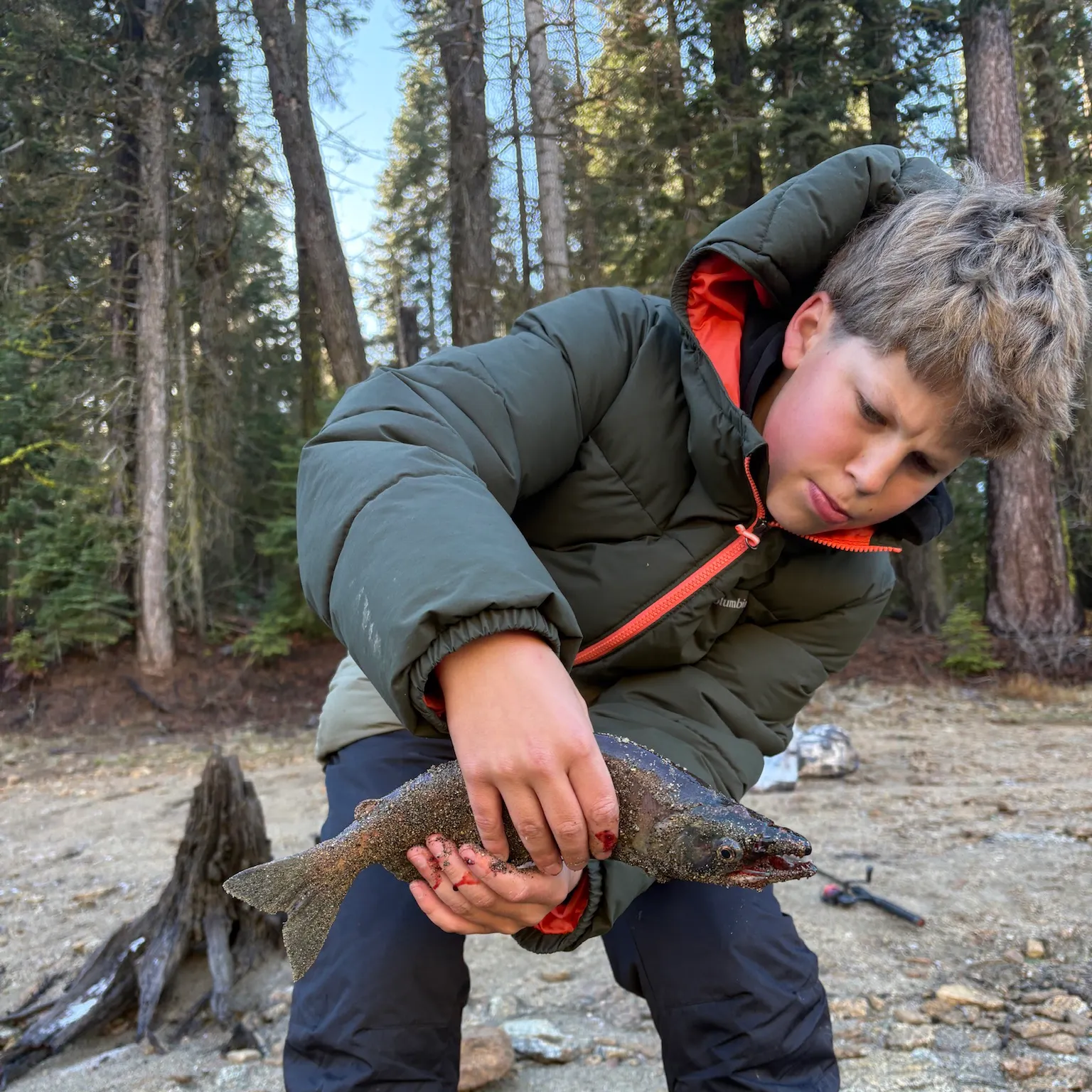 The most recent Pink salmon catches on Fishbrain