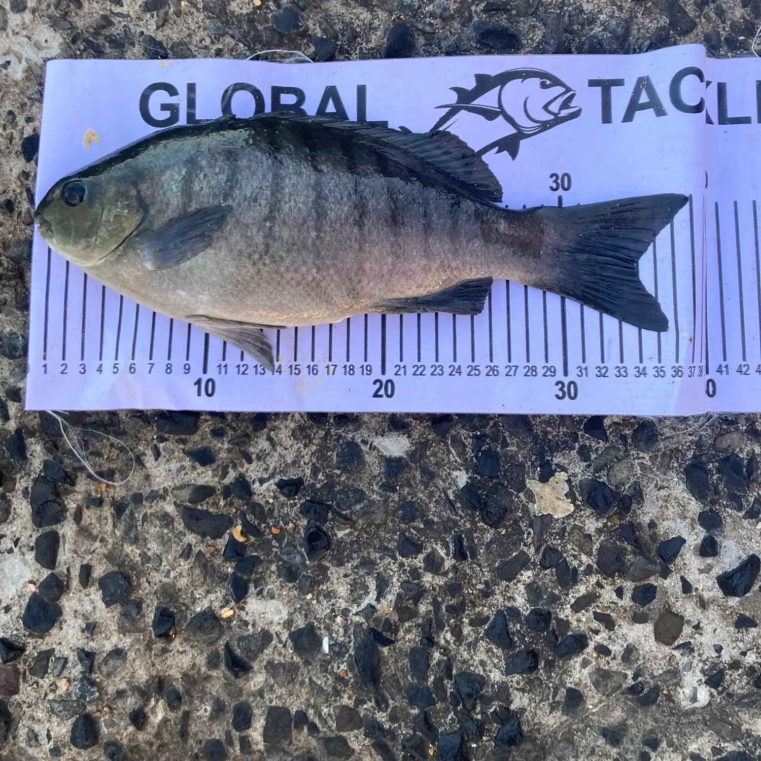 Luderick caught on Fishbrain