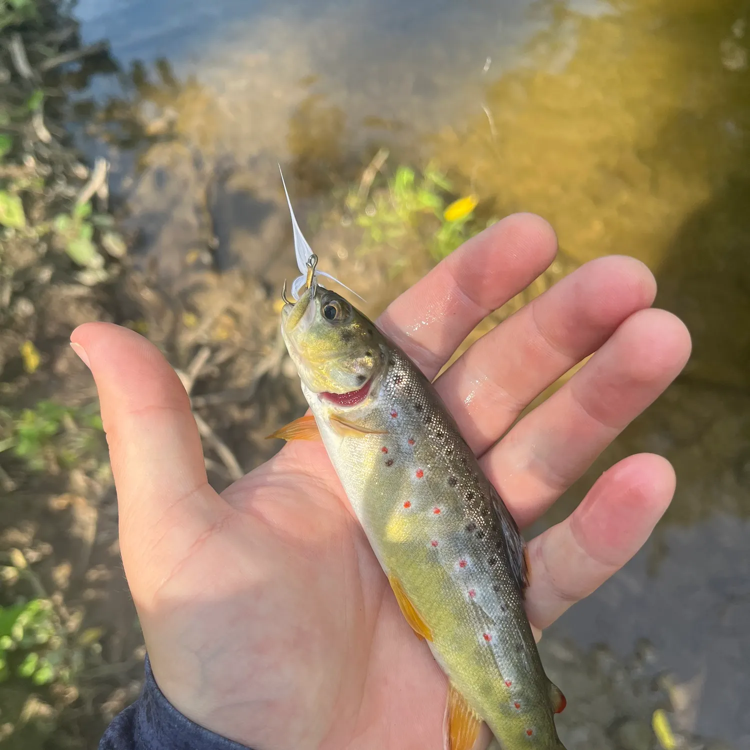 Brown trout caught on Fishbrain