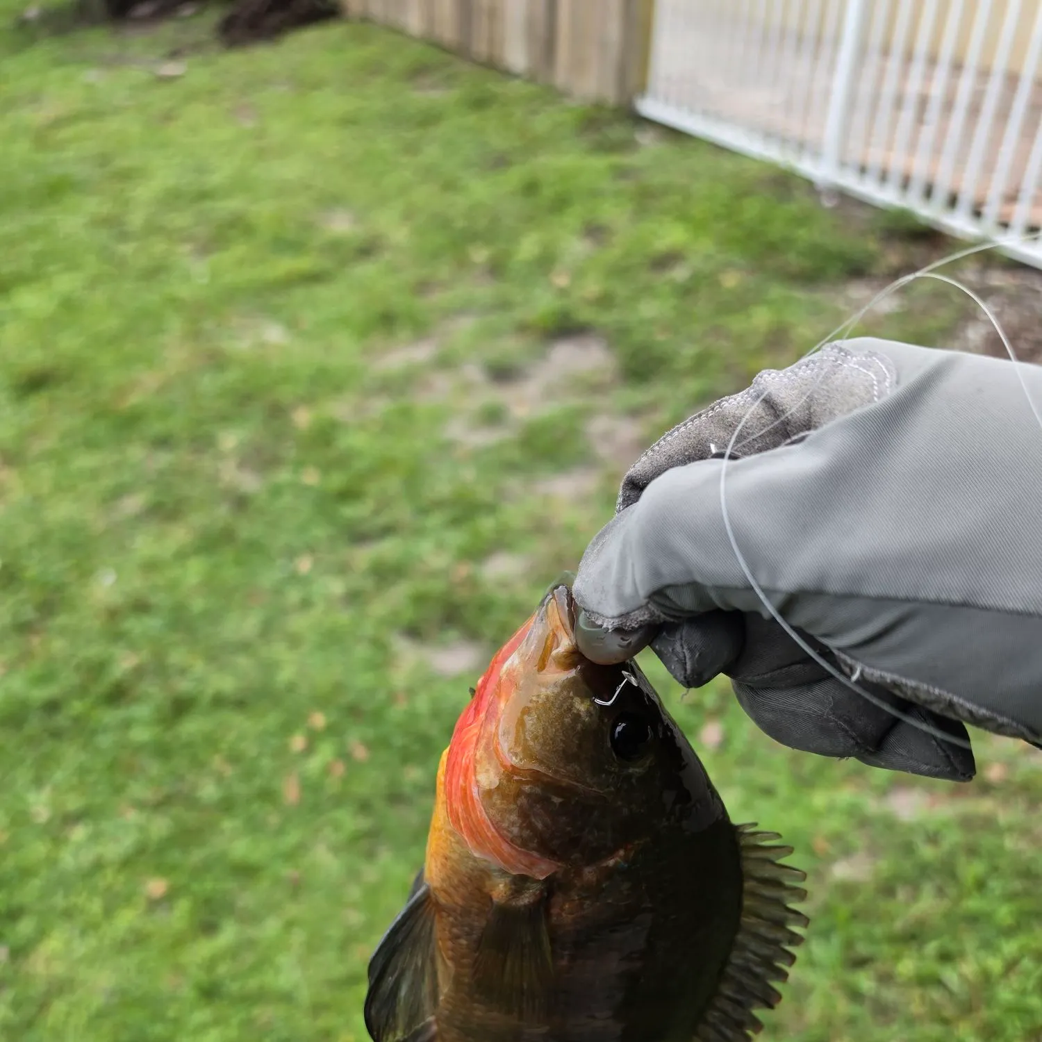 Mayan cichlid caught on Fishbrain