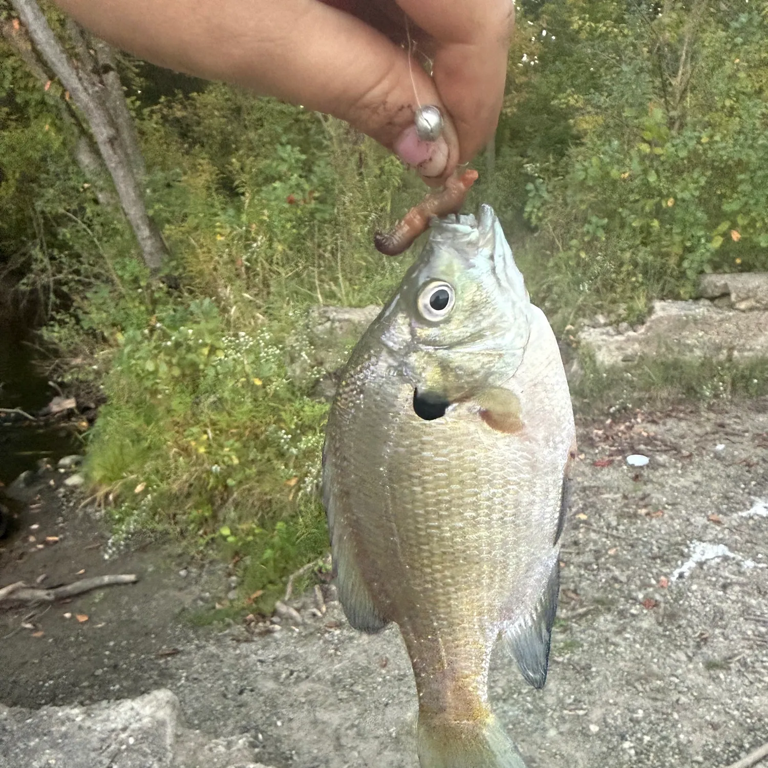 Bluegill caught on Fishbrain
