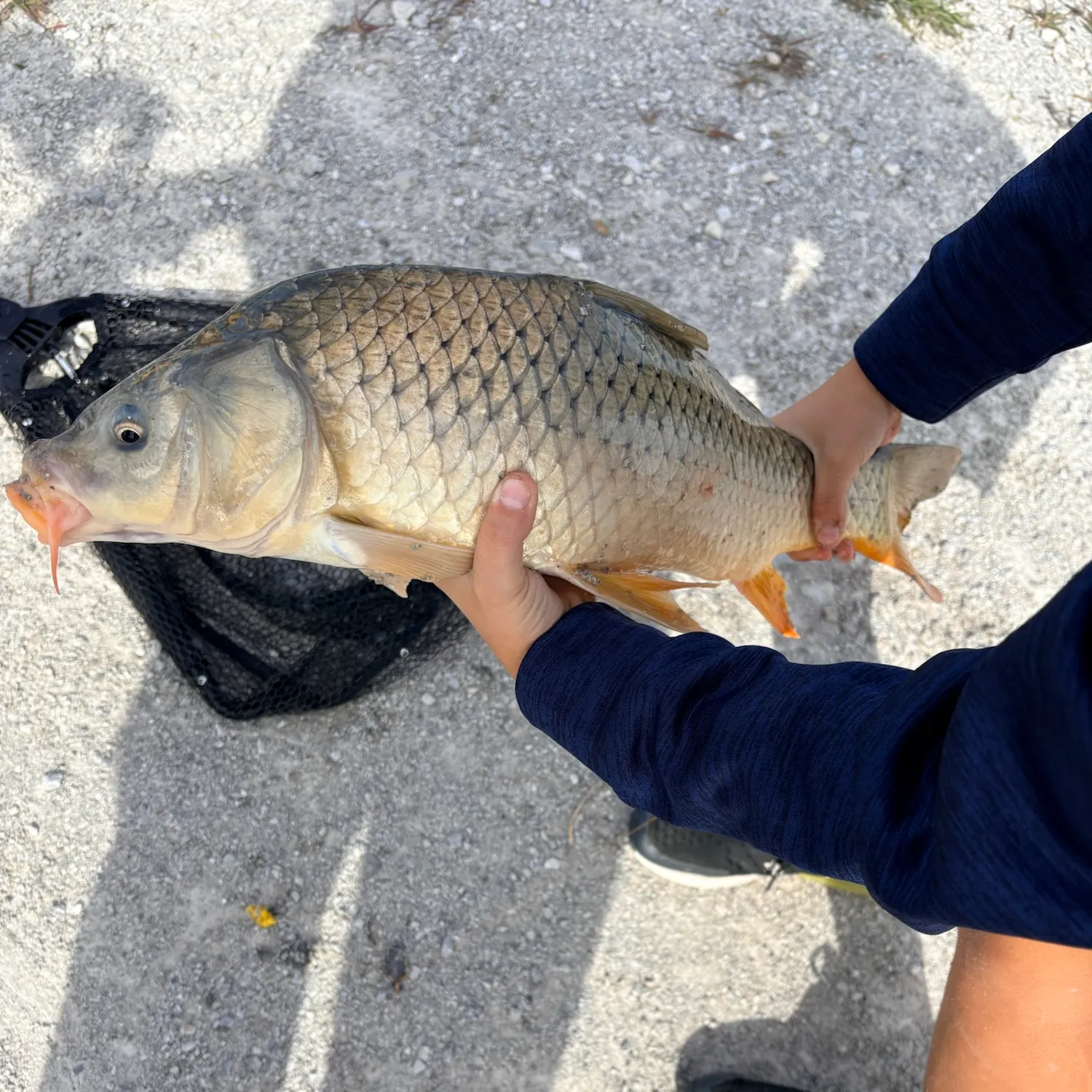 Common carp caught on Fishbrain