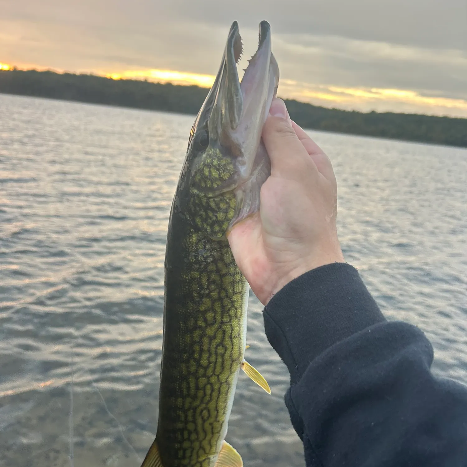 Chain pickerel caught on Fishbrain