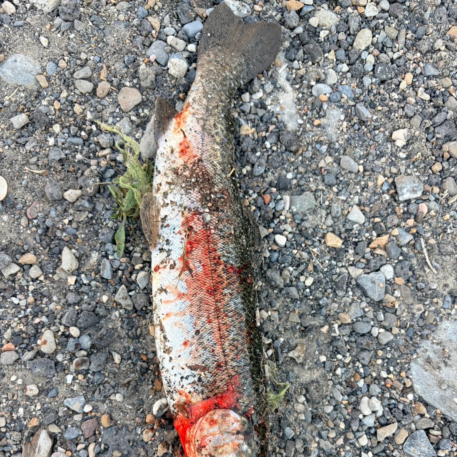 Fish caught on Fishbrain