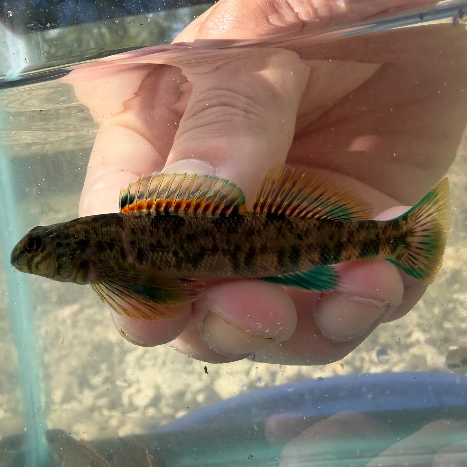 The most recent Greenside darter catches on Fishbrain