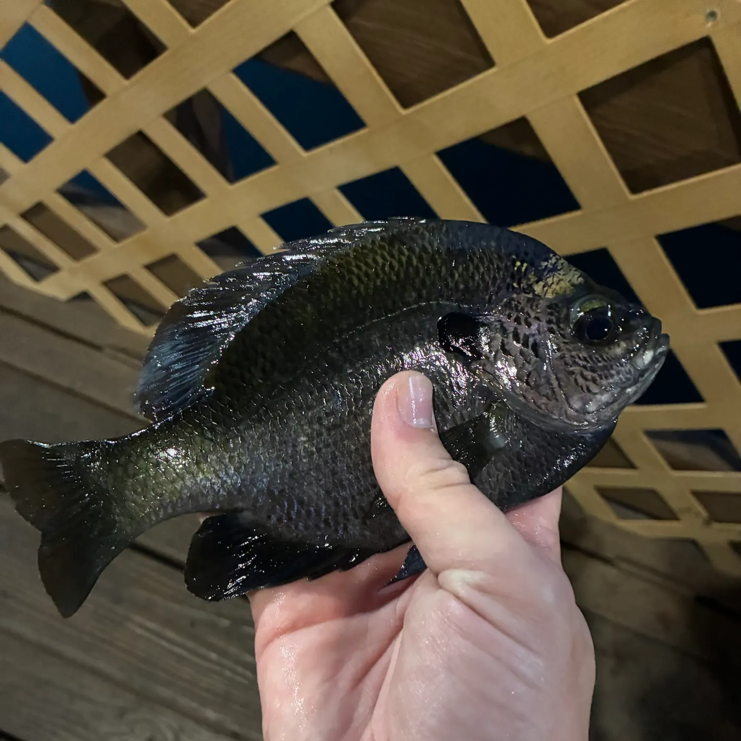 Bluegill caught on Fishbrain