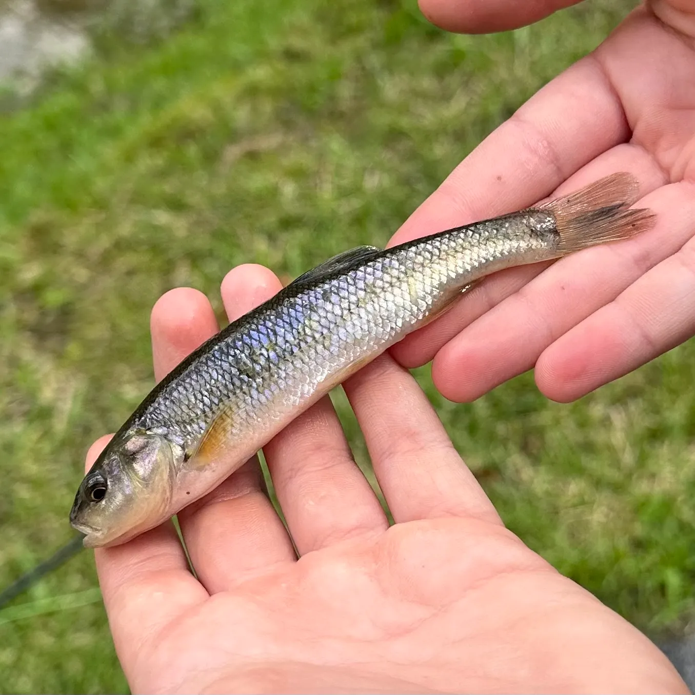 The most recent Bluehead chub catches on Fishbrain