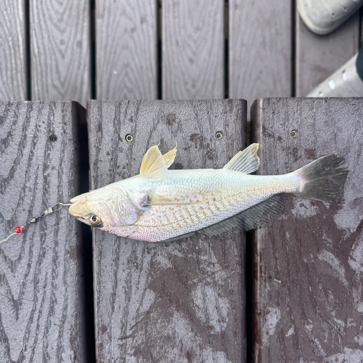 Atlantic croaker caught on Fishbrain