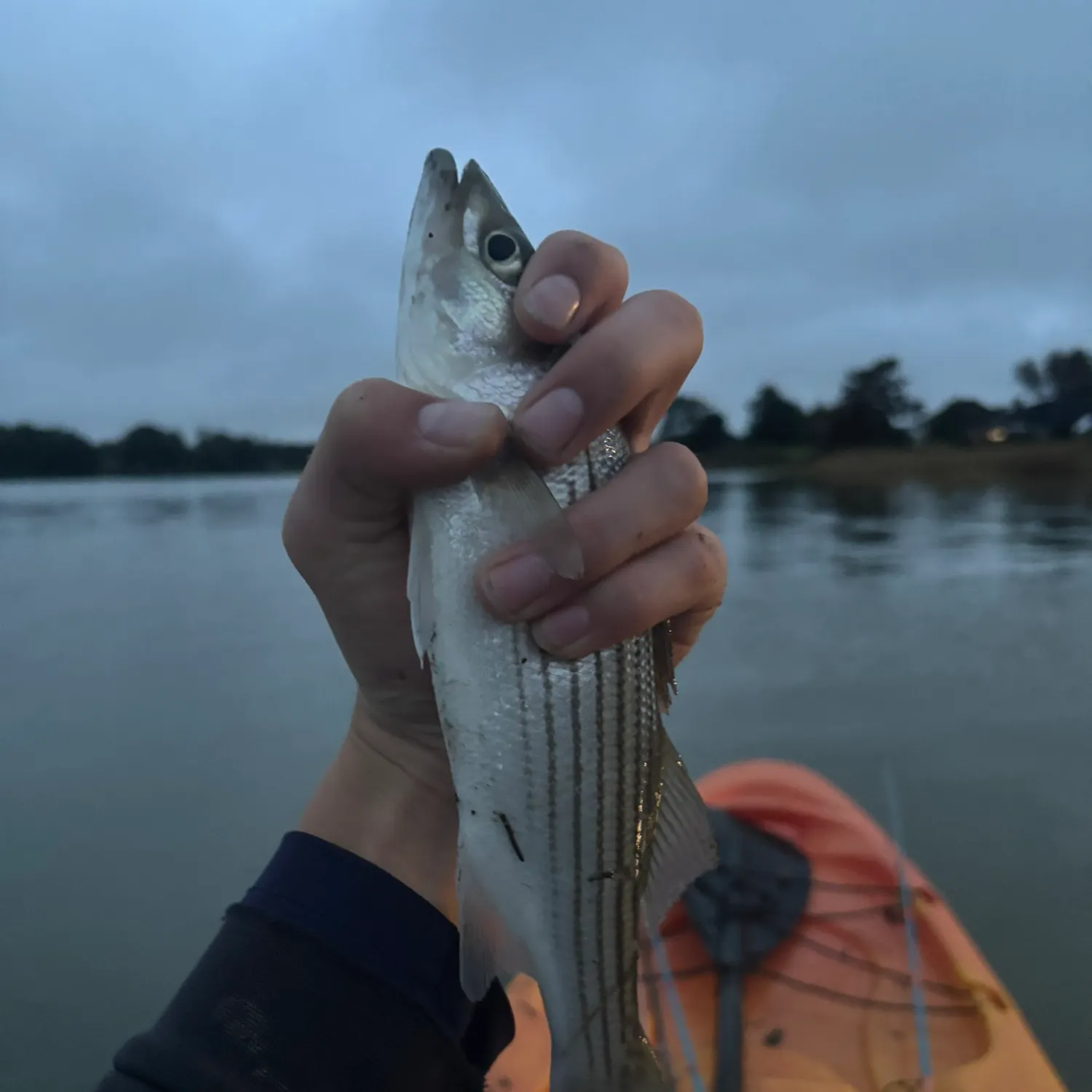 Striped bass caught on Fishbrain
