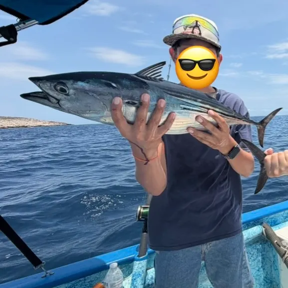 The most recent Eastern Pacific bonito catches on Fishbrain