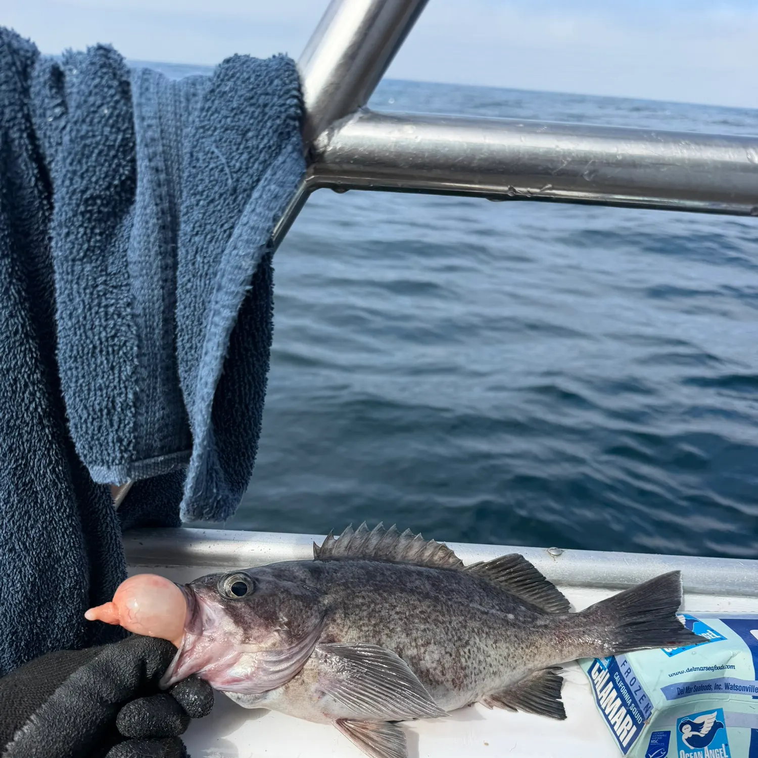 Black rockfish caught on Fishbrain