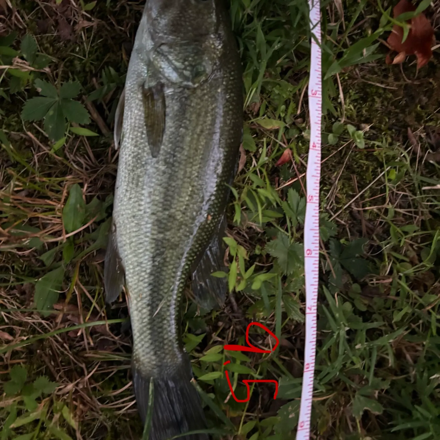 Fish caught on Fishbrain