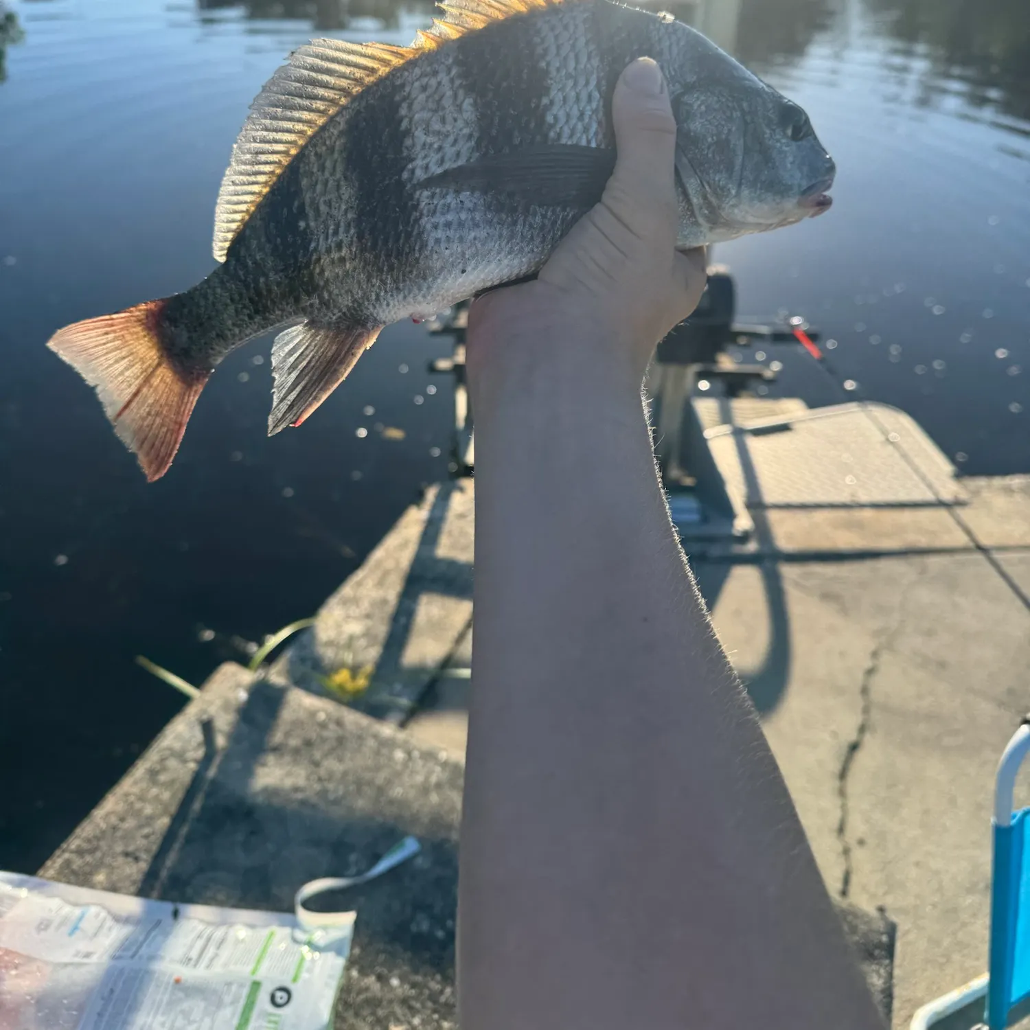 Black drum caught on Fishbrain