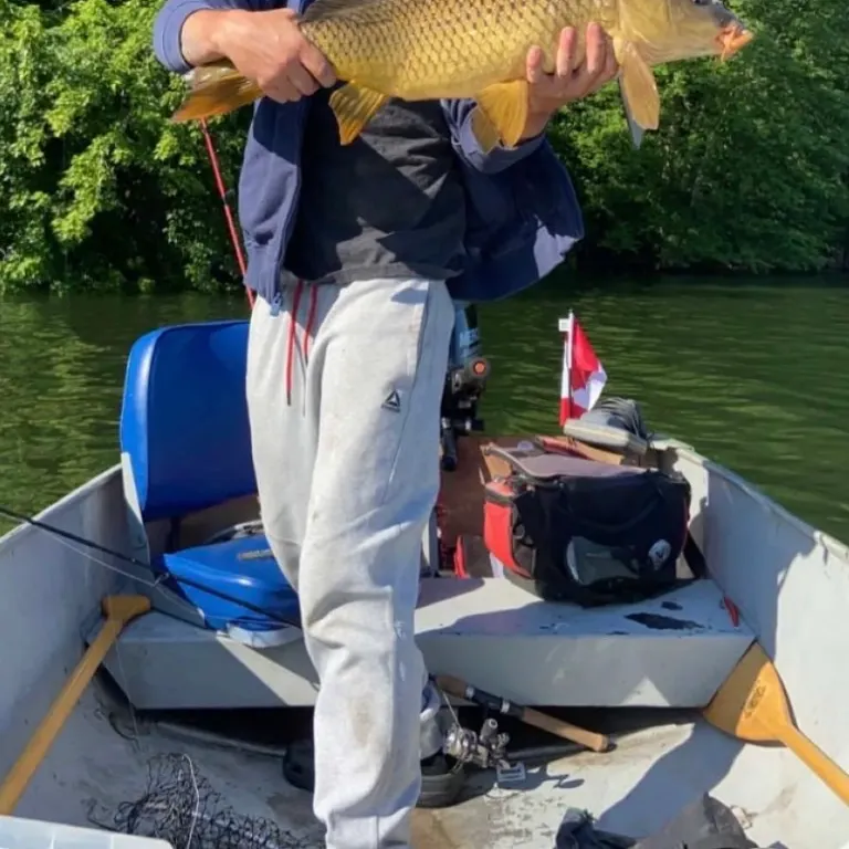 Common carp caught on Fishbrain