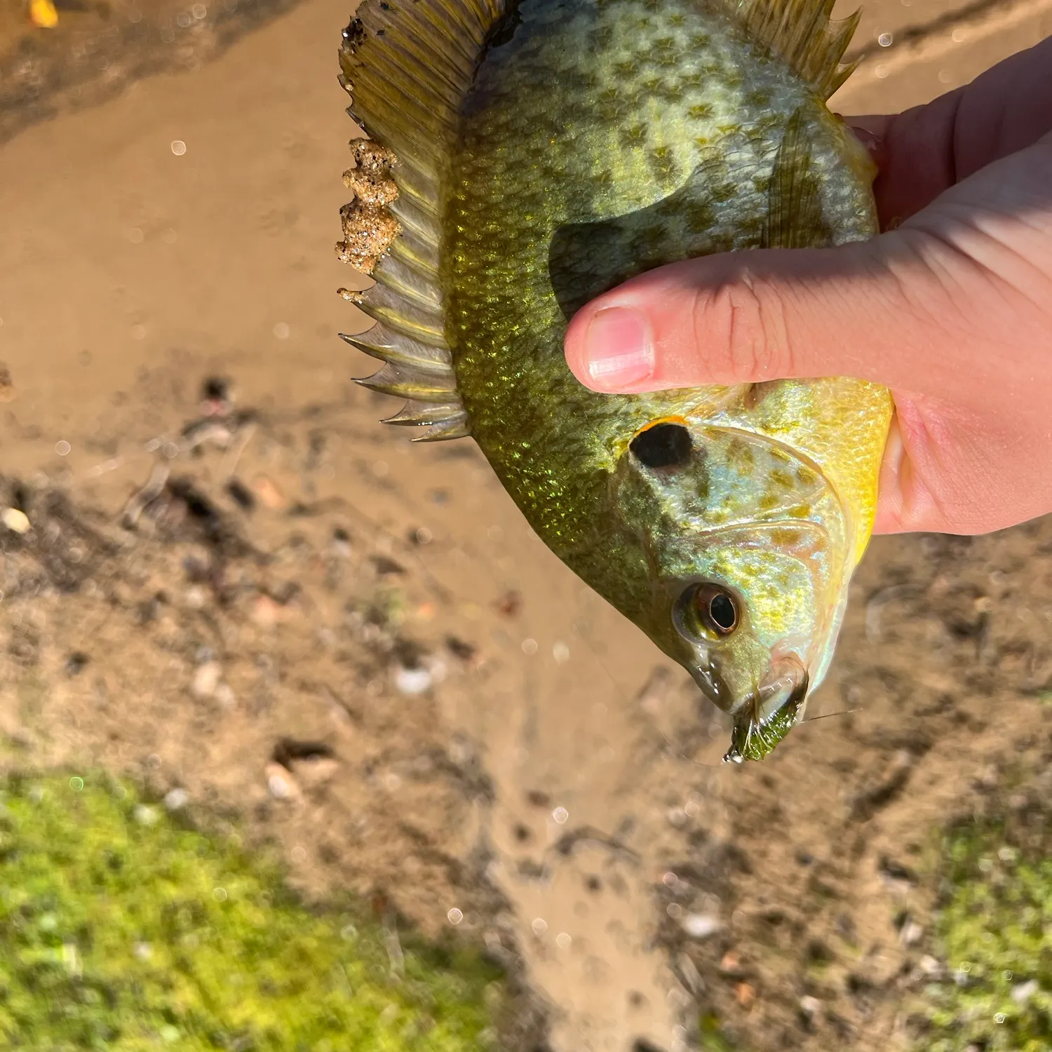 Redear sunfish caught on Fishbrain