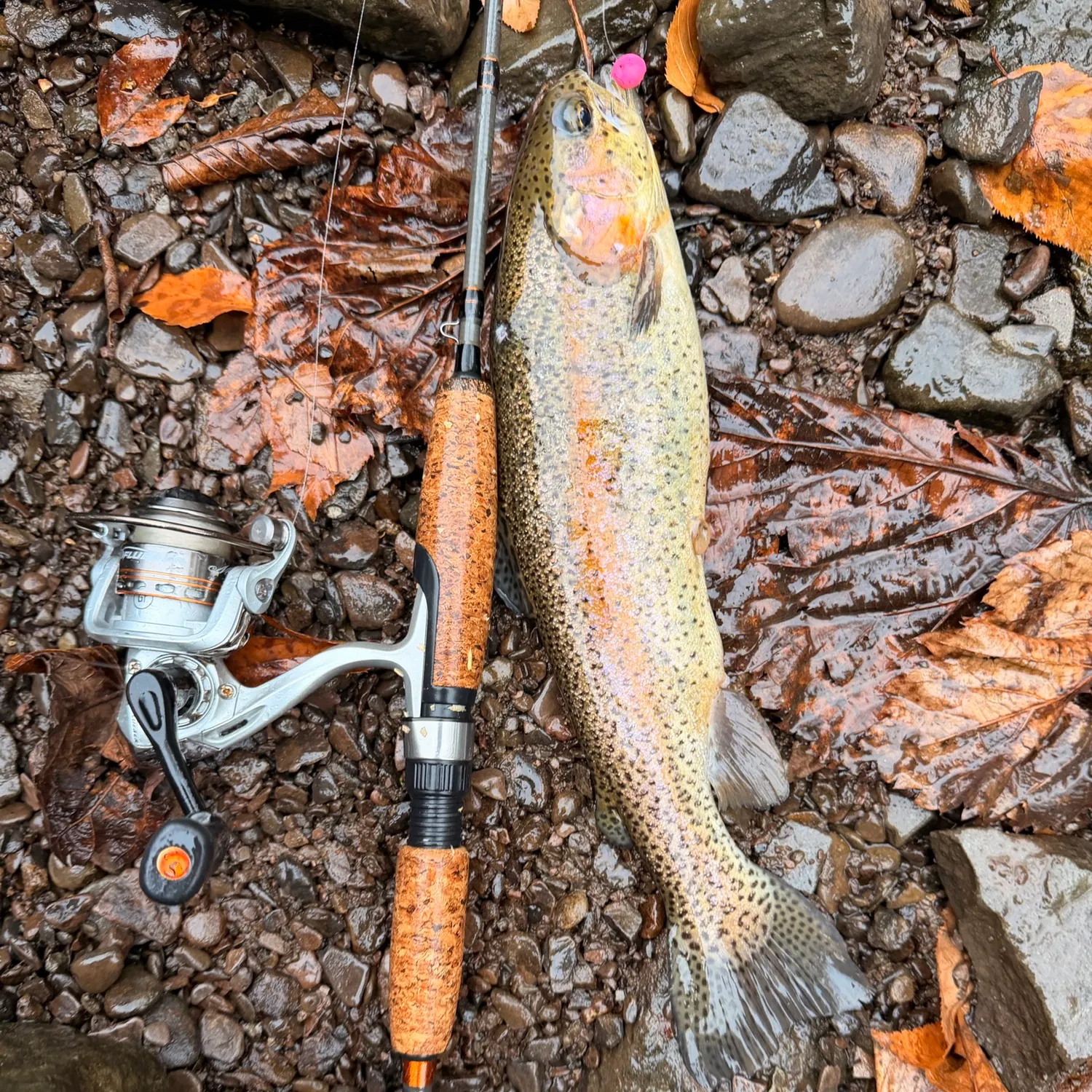 Rainbow trout caught on Fishbrain