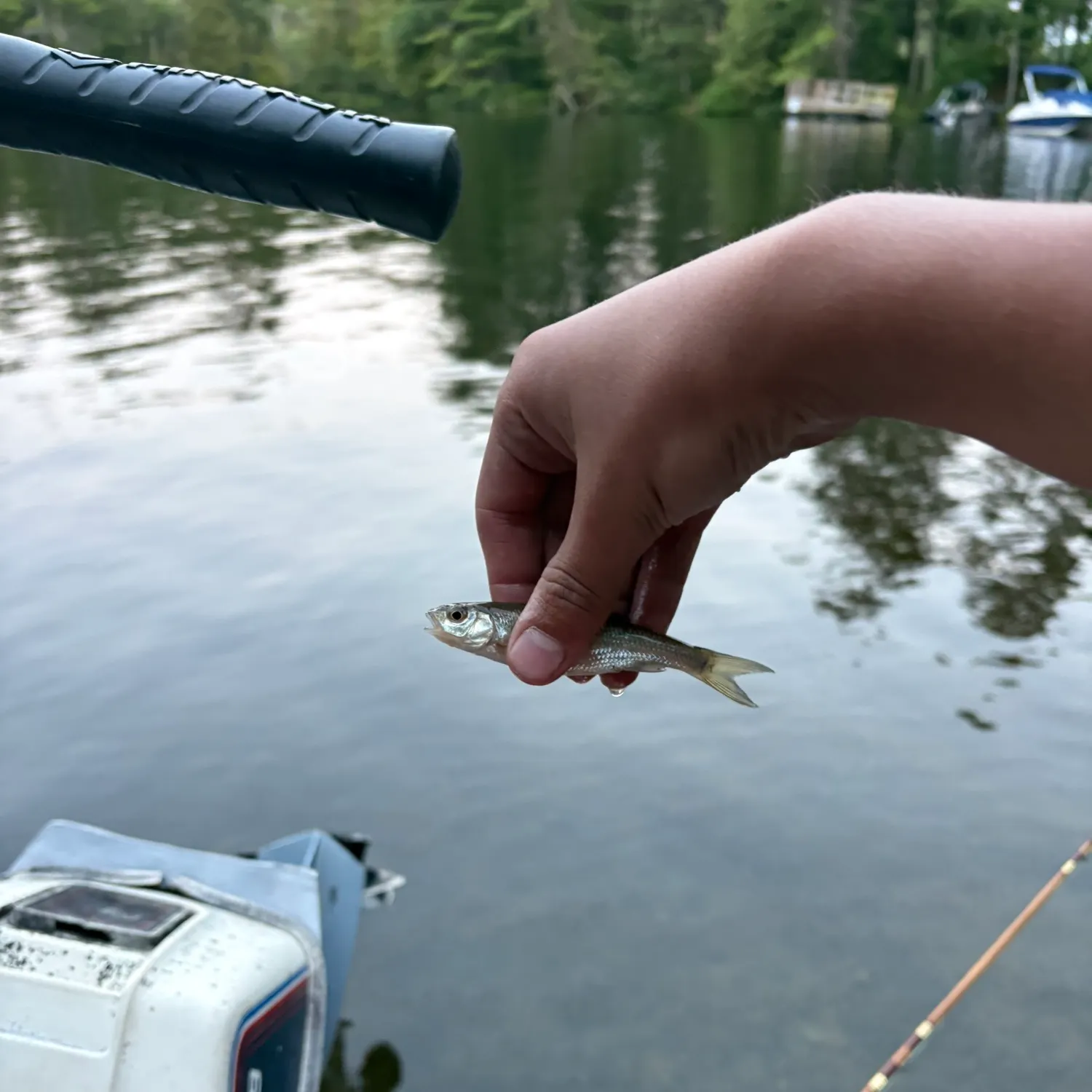 The most recent Fallfish catches on Fishbrain