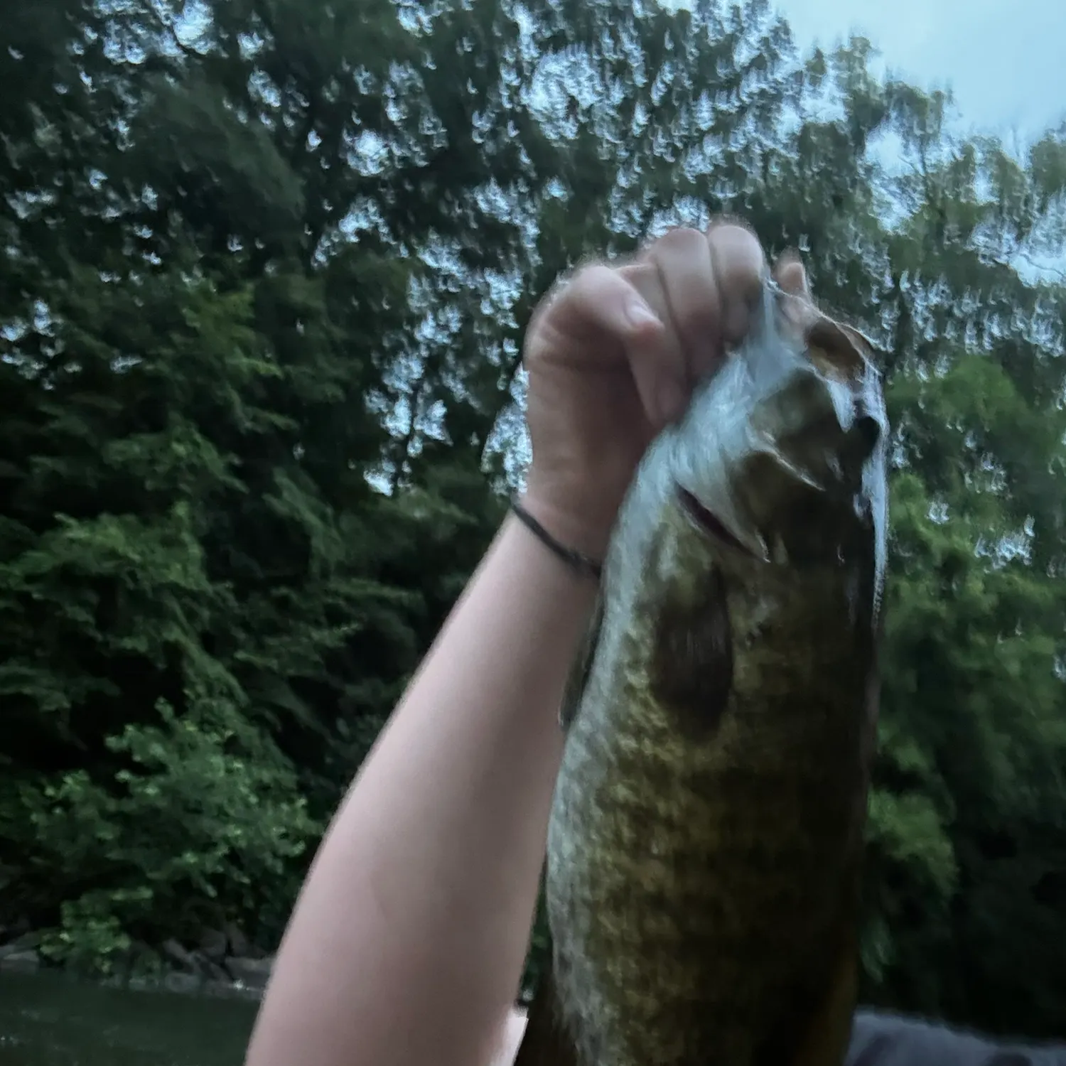The most recent Smallmouth bass catches on Fishbrain