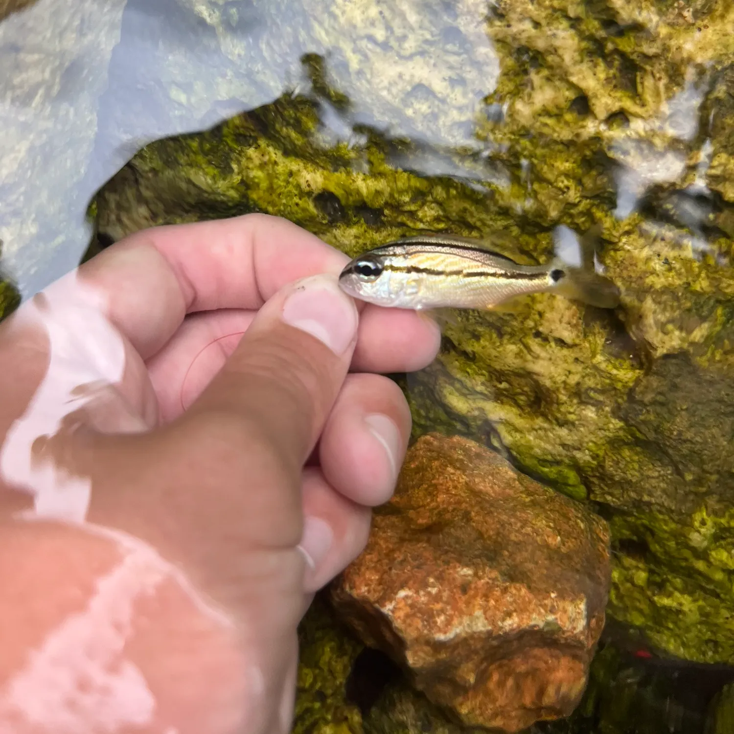 The most recent French grunt catches on Fishbrain