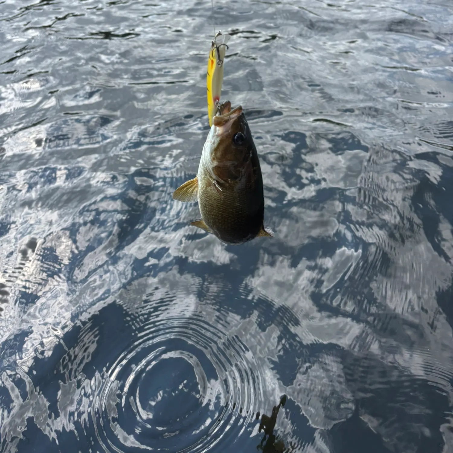 The most recent Smallmouth bass catches on Fishbrain