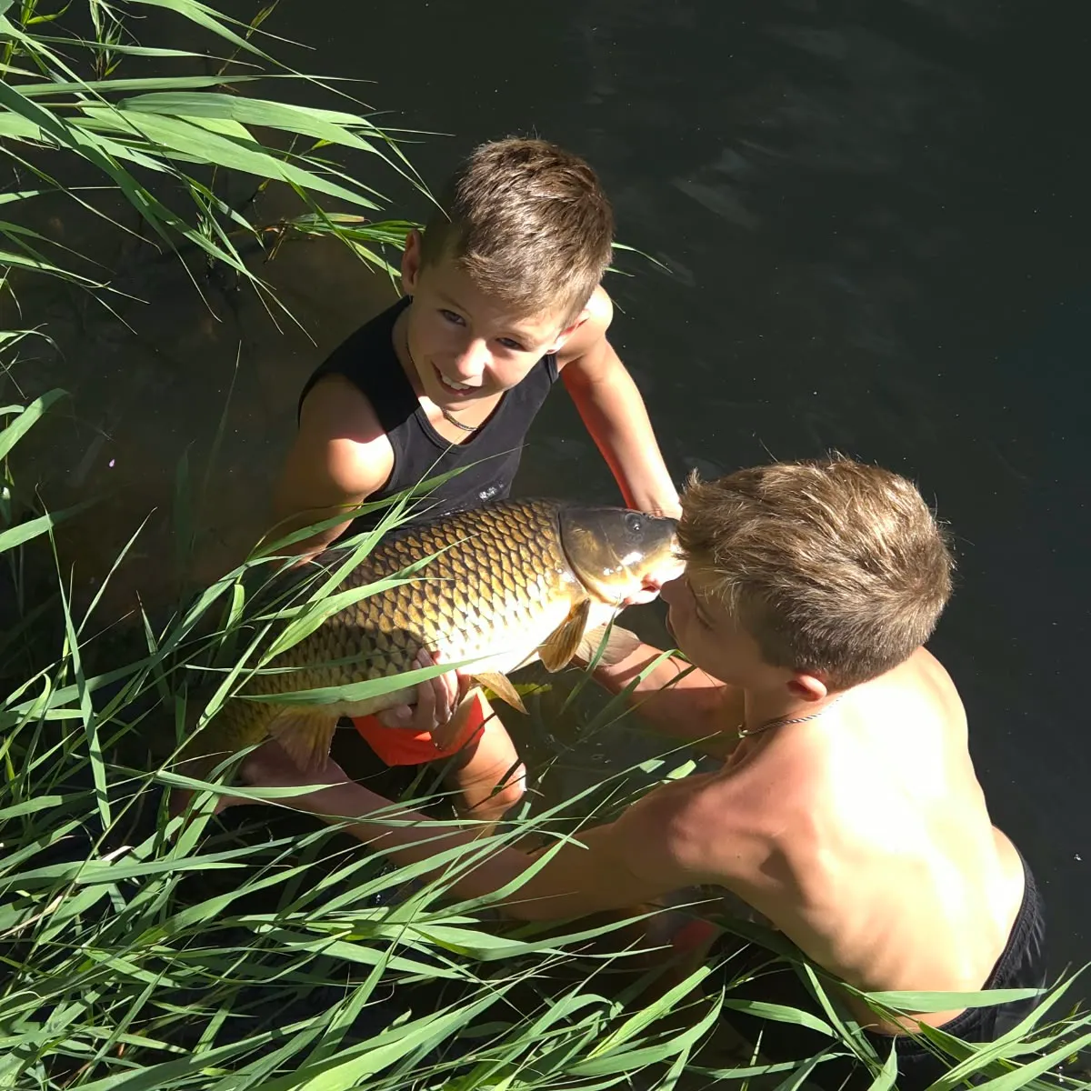 Common carp caught on Fishbrain