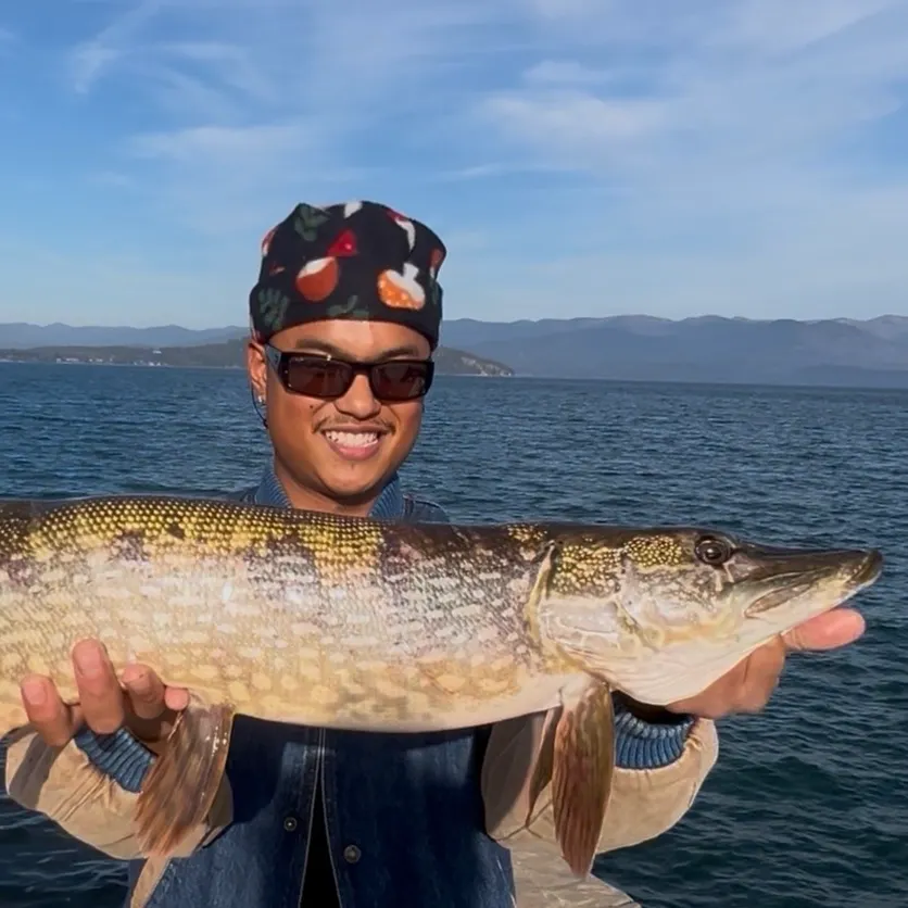 Northern pike caught on Fishbrain