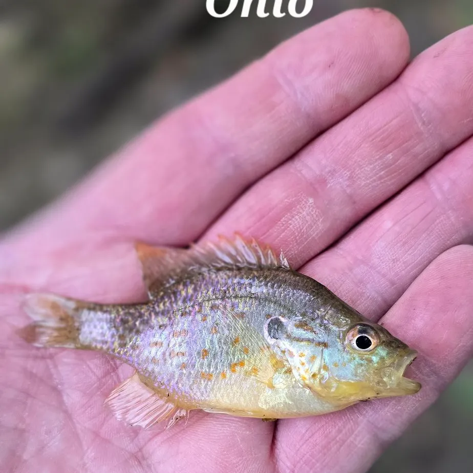 Orangespotted sunfish caught on Fishbrain